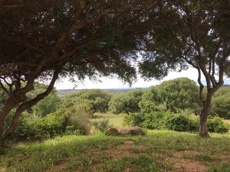 Agriturismo Gli Olivastri, Appartamento La Rosa Dei Venti Con Piscina E Solarium , Vista Mare ,Climatizzatore ,Wifi Aglientu Exterior foto